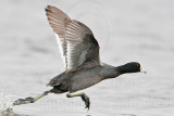 _MG_6947 American Coot.jpg