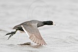 _MG_6950 American Coot.jpg