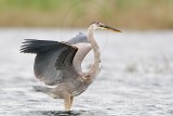 _MG_7548 Great Blue Heron.jpg