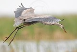 _MG_7604 Great Blue Heron.jpg