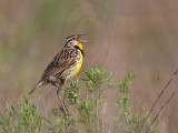 _MG_6602 Eastern Meadowlark.jpg