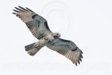 _MG_7345 Red-tailed Hawk.jpg