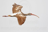 _MG_7553 White Ibis.jpg