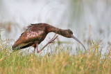 _MG_6656 White-faced Ibis.jpg