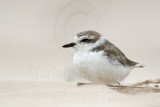 _MG_7104 Snowy Plover.jpg