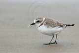 _MG_7175 Snowy Plover.jpg