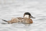 _MG_7369 Rudy Duck.jpg