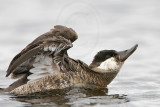 _MG_7418 Rudy Duck.jpg