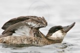 _MG_7419 Rudy Duck.jpg