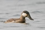 _MG_7585 Rudy Duck.jpg