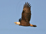 _MG_4549 Bald Eagle.jpg