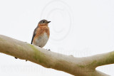 _MG_5284 Eastern Bluebird .jpg