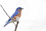 _MG_5343 Eastern Bluebird .jpg