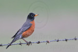 _MG_5115 American Robin.jpg