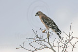 _MG_5902 Red-shouldered Hawk.jpg