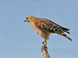 _MG_6003 Red-shouldered Hawk.jpg