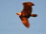 _MG_4827 Bald Eagle.jpg