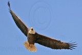 _MG_5715 Bald Eagle.jpg