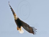 _MG_6210 Bald Eagle.jpg