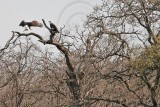 _MG_6337 Bald Eagle.jpg