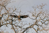 _MG_6456 Bald Eagle.jpg