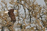 _MG_6521 Bald Eagle.jpg