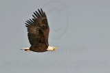 _MG_6523crop Bald Eagle.jpg