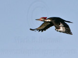 _MG_9061 Pileated Woodpecker.jpg