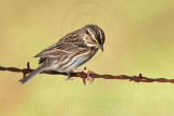 _MG_9008 Savannah Sparrow.jpg