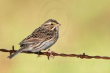 _MG_9009 Savannah Sparrow.jpg
