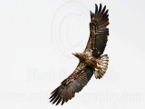 _MG_9477 Bald Eagle.jpg