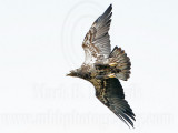 _MG_9479 Bald Eagle.jpg