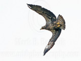 _MG_9480 Bald Eagle.jpg