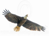 _MG_9943 Bald Eagle.jpg