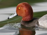 _MG_0283 Redhead.jpg