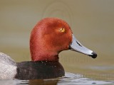 _MG_0341 Redhead.jpg