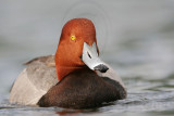 _MG_0603 Redhead.jpg
