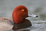 _MG_0614 Redhead.jpg