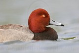 _MG_0636 Redhead.jpg