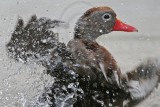 _MG_0345 Black-bellied Whistling-Duck.jpg