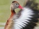 _MG_0379 Black-bellied Whistling-Duck.jpg
