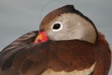 _MG_0433 Black-bellied Whistling-Duck.jpg