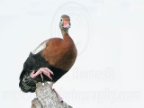 _MG_0882 Black-bellied Whistling-Duck.jpg