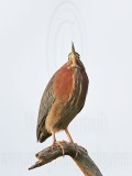 _MG_0969 Green Heron.jpg