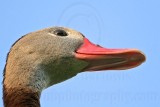_MG_1288 Black-bellied Whistling-Duck.jpg
