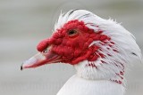 _MG_0430 Muscovy Duck.jpg