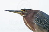 _MG_0827 Green Heron.jpg