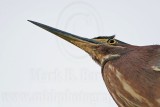 _MG_0842 Green Heron.jpg