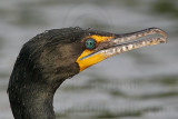 _MG_0491 Double-crested Cormorant.jpg