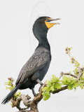 _MG_1389 Double-crested Cormorant.jpg